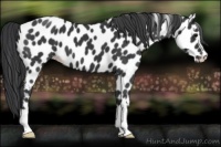 Horse Color:Black Appaloosa 
