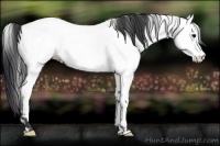 Horse Color:Blue Roan Appaloosa 