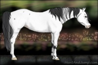 Horse Color:Blue Roan Appaloosa 