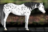 Horse Color:Blue Roan Splash Appaloosa 