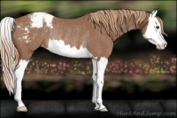 Horse Color:Red Roan Splash Appaloosa Rabicano 