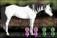 Horse Color:Bay Roan Splash Appaloosa Rabicano