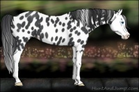 Horse Color:Blue Roan Splash Leopard 