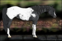 Horse Color:Blue Roan Near Fewspot 