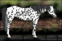 Horse Color:Blue Roan Appaloosa
