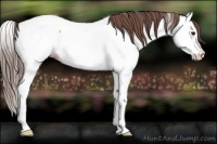 Horse Color:Classic Champagne Splash Appaloosa Rabicano 