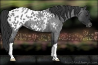 Horse Color:Blue Roan Near Leopard 