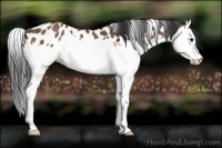 Horse Color:Bay Splash Appaloosa Rabicano 