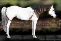 Horse Color:Bay Roan Splash Appaloosa 