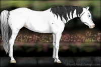 Horse Color:Blue Roan Splash Appaloosa 