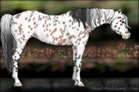 Horse Color:Bay Roan Appaloosa 
