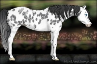 Horse Color:Blue Ice Roan Splash Appaloosa 
