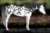 Horse Color:Blue Roan Splash Leopard 