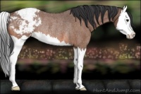 Horse Color:Bay Roan Splash Appaloosa Rabicano 