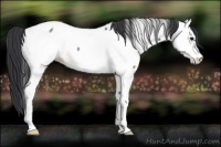 Horse Color:Blue Roan Appaloosa 