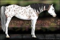 Horse Color:Bay Roan Splash Appaloosa Rabicano