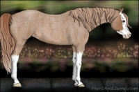 Horse Color:Red Roan Splash Appaloosa 