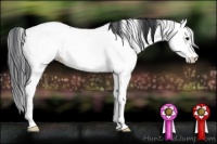 Horse Color:Blue Roan Splash Frame Appaloosa 