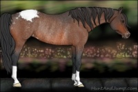 Horse Color:Brown Roan Snowcap Rabicano 