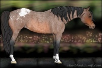 Horse Color:Bay Roan Appaloosa 