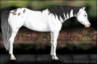 Horse Color:Bay Roan Splash Appaloosa 