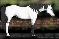 Horse Color:Blue Roan Appaloosa 