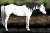 Horse Color:Blue Roan Splash Appaloosa Rabicano 
