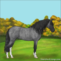 Horse Color:Blue Roan 