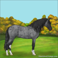 Horse Color:Blue Roan 