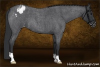 Horse Color:Blue Roan Appaloosa 