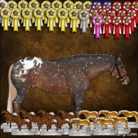 Horse Color:Liver Red Roan Sabino Appaloosa