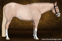 Horse Color:Gold Champagne Roan Sabino Rabicano
