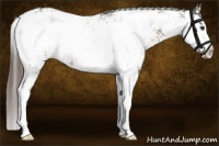 Horse Color:Liver Chestnut Sabino 