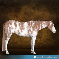 Horse Color:Chestnut Sabino