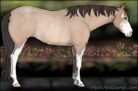 Horse Color:Amber Champagne Roan Sabino Rabicano