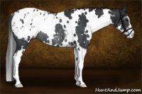 Horse Color:White Spotted Black Sabino Appaloosa Rabicano 