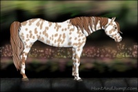 Horse Color:Red Dun Appaloosa 