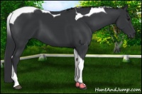 Horse Color:Black Tobiano
