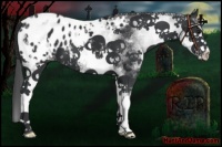 Horse Color:White Spotted Black Sabino Blanket