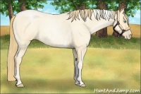 Horse Color:Buckskin Roan Pearl  and Buckskin Roan Pearl Tobiano 