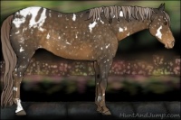 Horse Color:White Spotted Chocolate Palomino Sabino Appaloosa