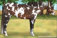 Horse Color:White Spotted Liver Chestnut Sabino Appaloosa 