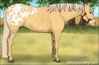 Horse Color:Palomino Sabino Appaloosa 