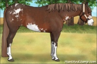 Horse Color:Liver Chestnut Sabino Appaloosa