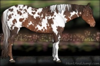 Horse Color:White Spotted Liver Chestnut Appaloosa 