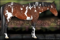 Horse Color:White Spotted Brown Snowflake Varnish