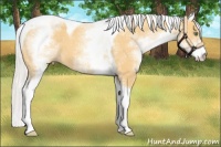 Horse Color:White Spotted Silver Amber Cream Champagne Tobiano