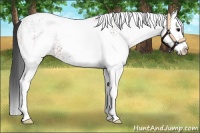 Horse Color:White Spotted Bay Splash 