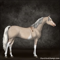 Horse Color:White Spotted Liver Red Dun Mushroom Rabicano