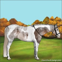 Horse Color:White Spotted Liver Chestnut Tobiano